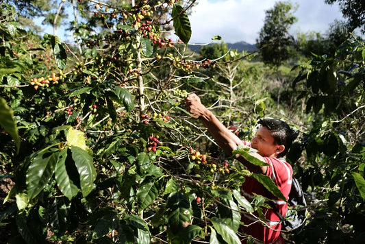 Man harvesting coffee from coffee shrub