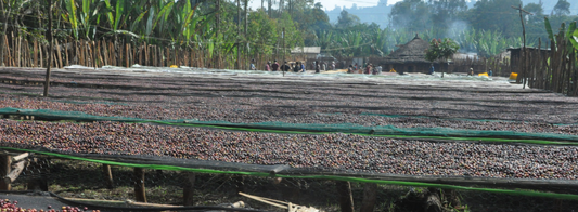 New Arrival from Ethiopia