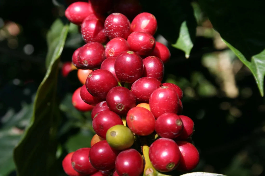 Founder's Select: Geisha from Nicaragua Selva Negra